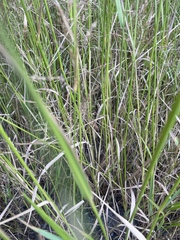 Elymus repens