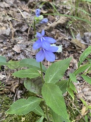 Lobelia amoena