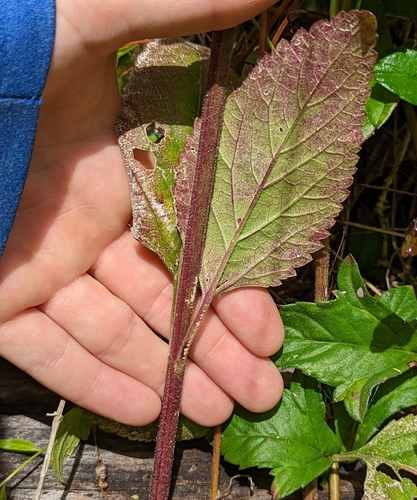Image of Verbena scabra by no rights reserved
