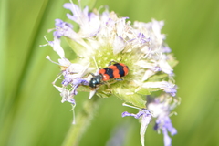 Trichodes apiarius