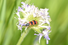 Trichodes apiarius