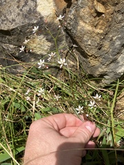 Micranthes petiolaris