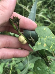 Neolasioptera farinosa