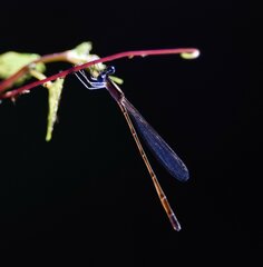 Nehalennia pallidula