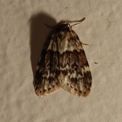 Scaphidriotis xylogramma