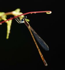 Nehalennia pallidula