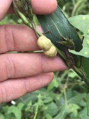 Neolasioptera farinosa