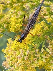 Pimpla pedalis