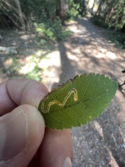 Stigmella anomalella