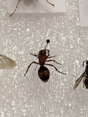 Dasymutilla quadriguttata