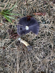 Stropharia rugosoannulata