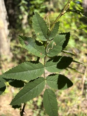 Stigmella anomalella