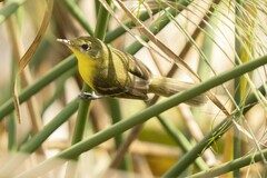 Pseudocolopteryx acutipennis