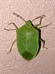 Nezarini