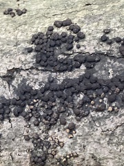 Hypoxylaceae