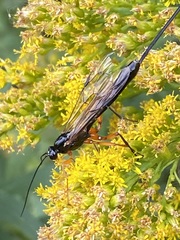 Pimpla pedalis