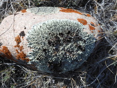 Xanthoparmelia cumberlandia