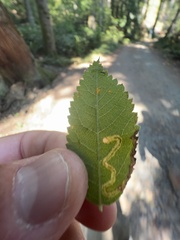 Stigmella anomalella