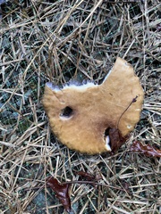 Stropharia rugosoannulata