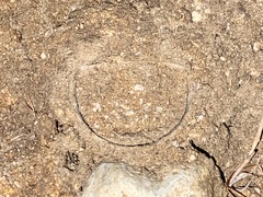 Bothriocyrtum californicum