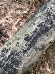 Hypoxylaceae