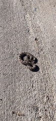 Crotalus oreganus helleri