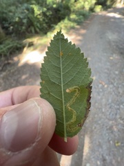 Stigmella anomalella