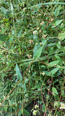 Persicaria sagittata