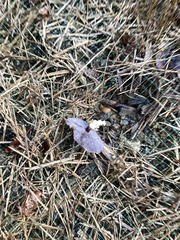 Stropharia rugosoannulata