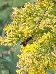 Pimpla pedalis