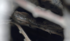 Echis coloratus