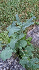 Brassica napus