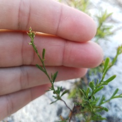 Polygonella polygama brachystachya