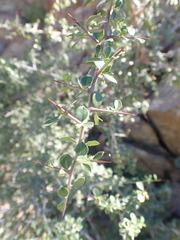 Condalia correllii