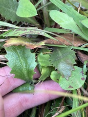 Micranthes petiolaris