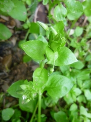 Stellaria media