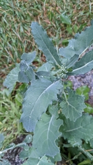 Brassica napus