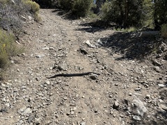 Crotalus oreganus helleri