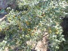 Condalia correllii