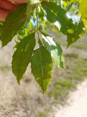 Fraxinus angustifolia