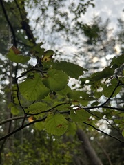 Amelanchier arborea