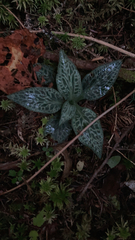 Goodyera