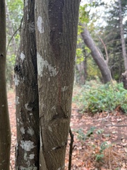 Amelanchier arborea