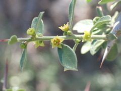 Condalia correllii