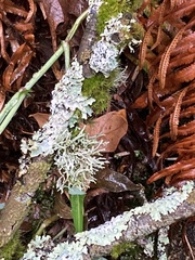Evernia prunastri