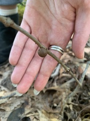 Disholcaspis quercusglobulus