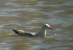 Chroicocephalus genei