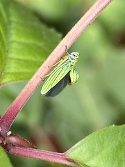 Graphocephala atropunctata