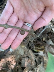 Disholcaspis quercusglobulus