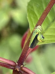 Graphocephala atropunctata